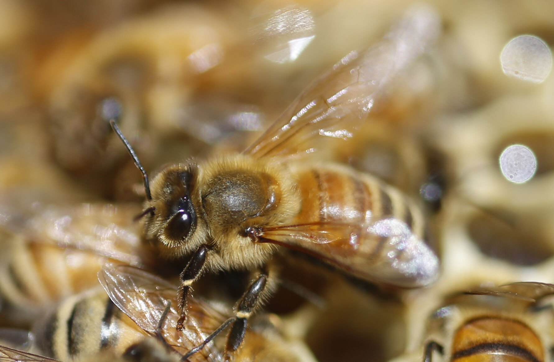 world bee day